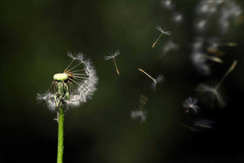 Pexels Pixabay 289323 1024x683
