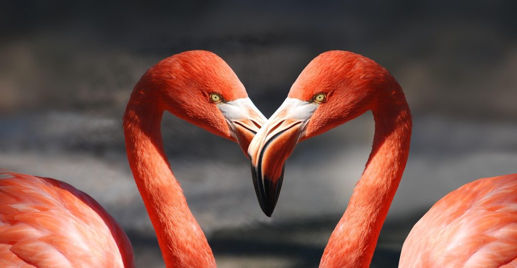 Flamingo 600205 1280 1024x530